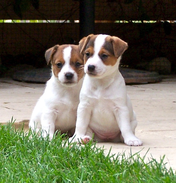 Jokister - Jack Russell Terrier - Portée née le 09/07/2010
