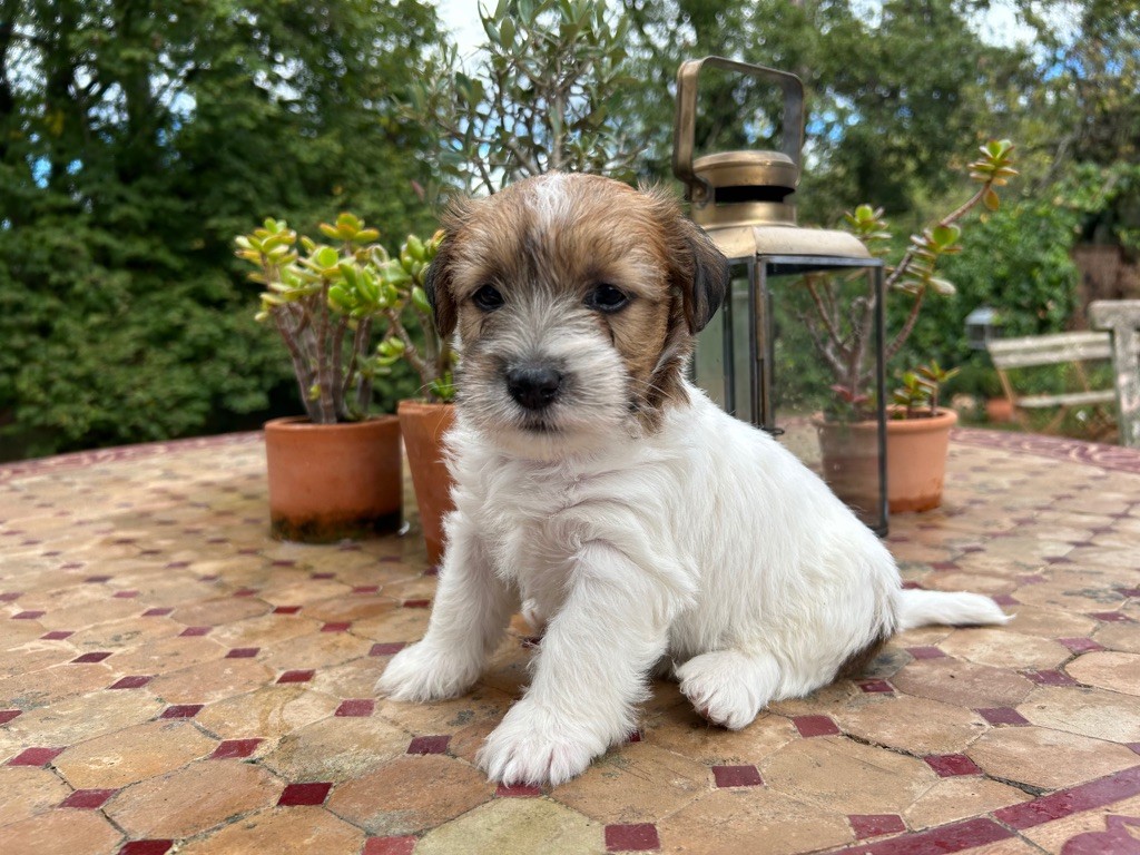 Jokister - Chiot disponible  - Jack Russell Terrier