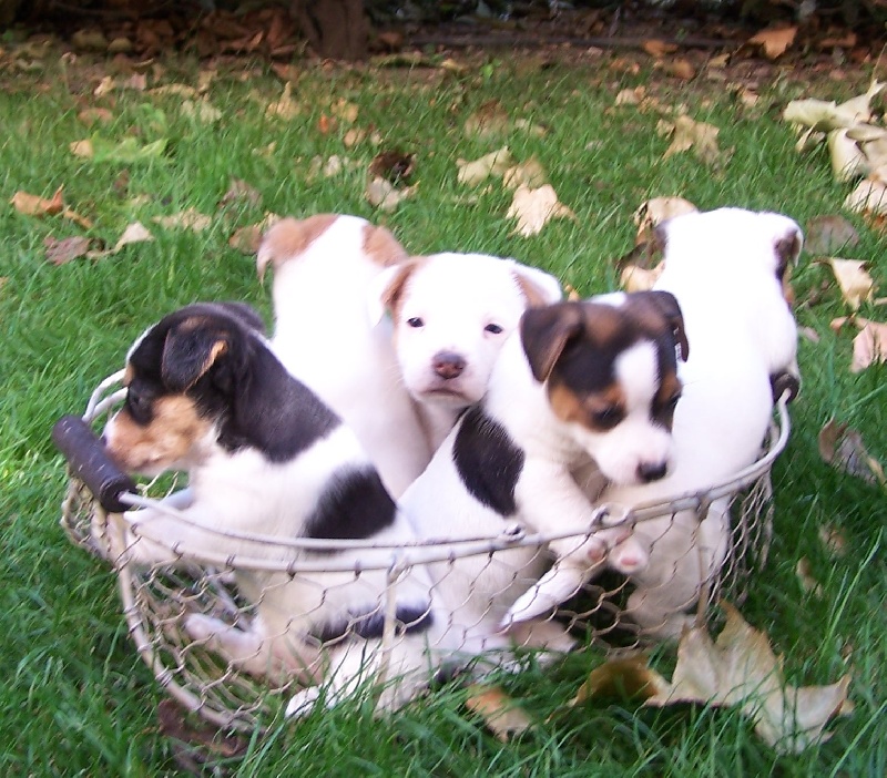 Jokister - Jack Russell Terrier - Portée née le 14/08/2007