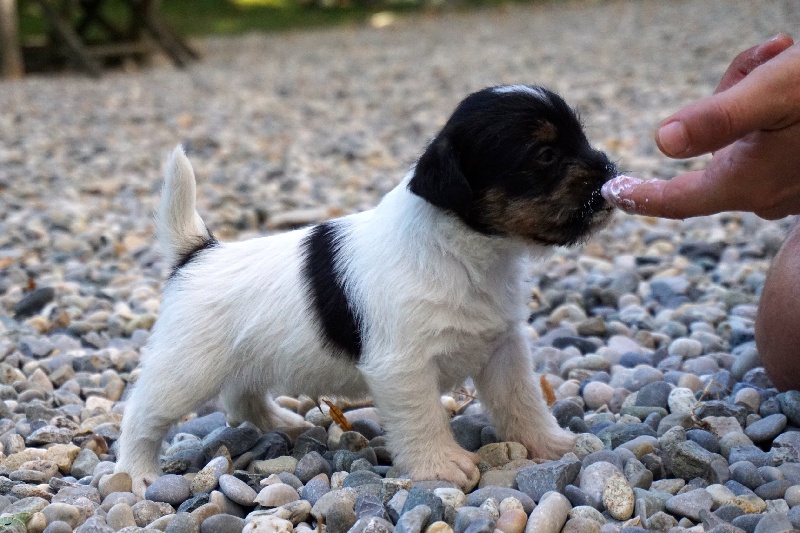 Jokister - Jack Russell Terrier - Portée née le 08/07/2016